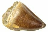 Fossil Mosasaur (Thalassotitan) Tooth - Morocco #374518-1